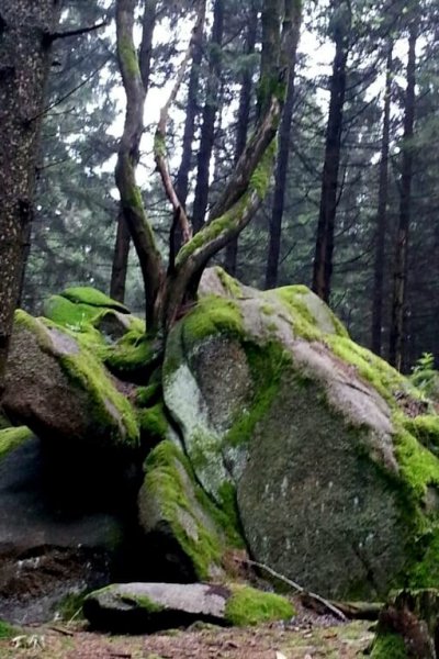 mystischer Baum Harz